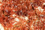 Wide Plate Of Ruby Red Vanadinite Crystals - Special Price #61096-1